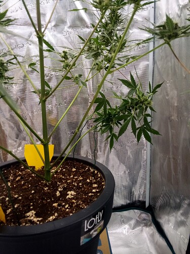 Growreport Bild 6