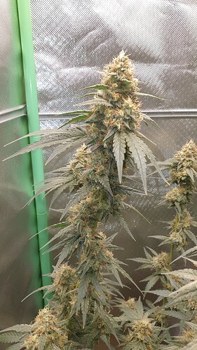 Growreport Bild 6