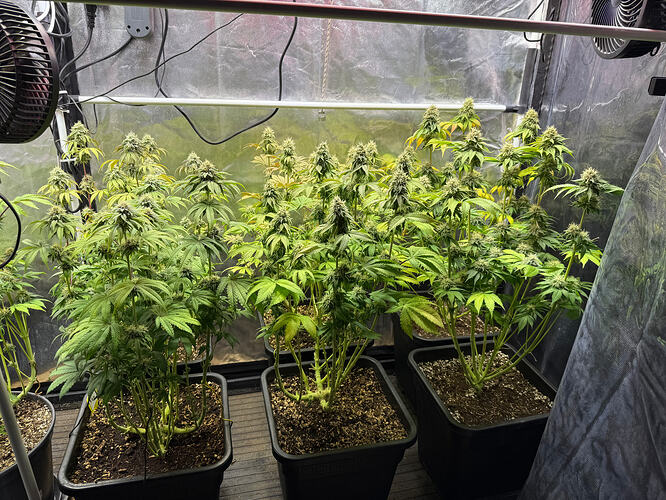 Growreport Bild 3