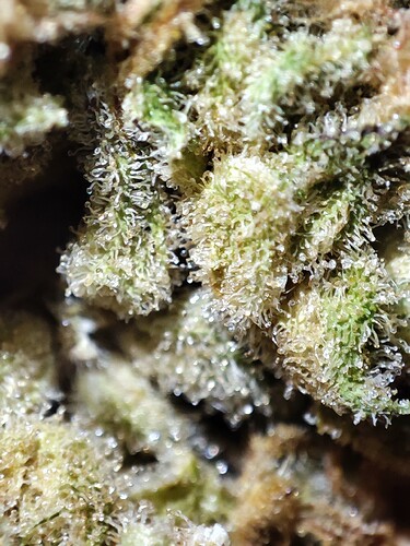 Growreport Bild 25