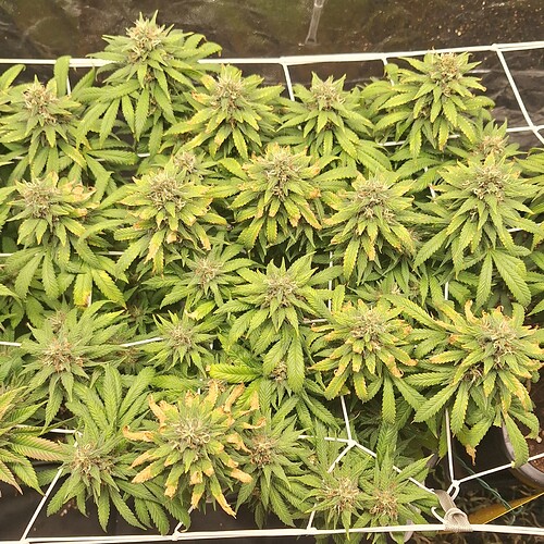 Growreport Bild 12