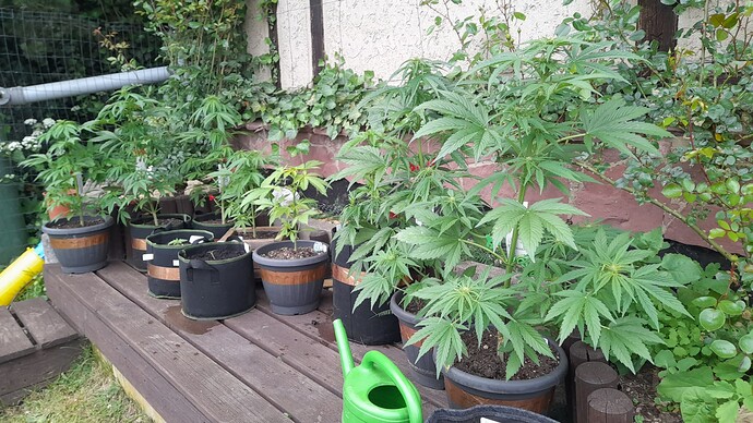 Growreport Bild 29