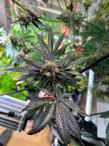 Growreport Bild 7