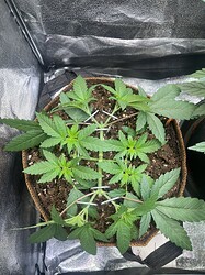 Growreport Bild 5