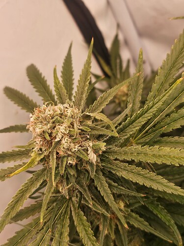 Growreport Bild 29