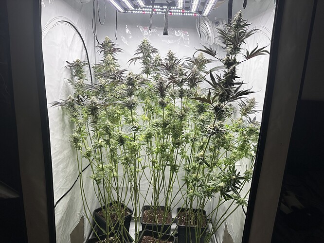Growreport Bild 3