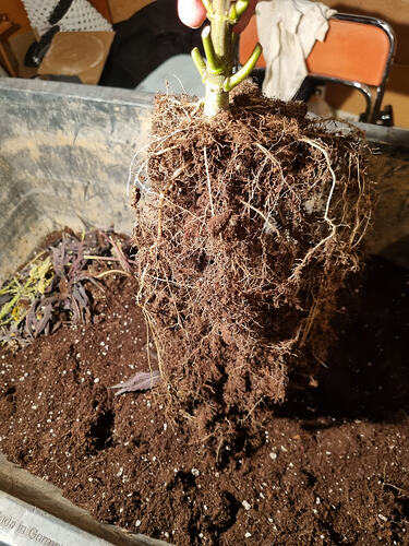 Eine Pflanze mit einem stark durchwurzelten Wurzelballen wird aus einem Topf genommen und über Erde gehalten.