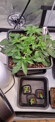 Growreport Bild 16