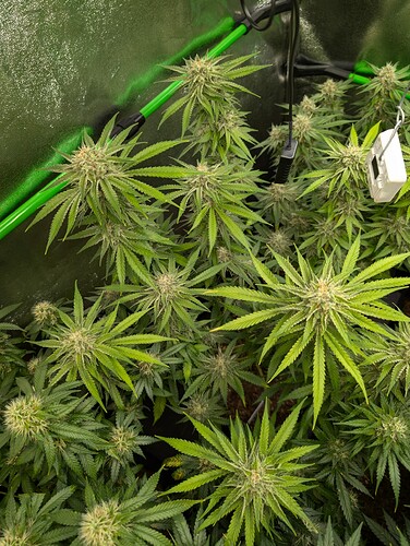 Growreport Bild 10