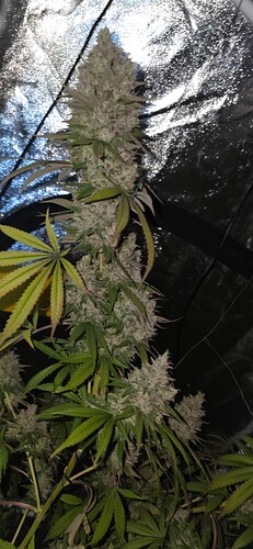 Growreport Bild 25