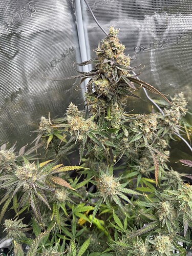 Growreport Bild 15
