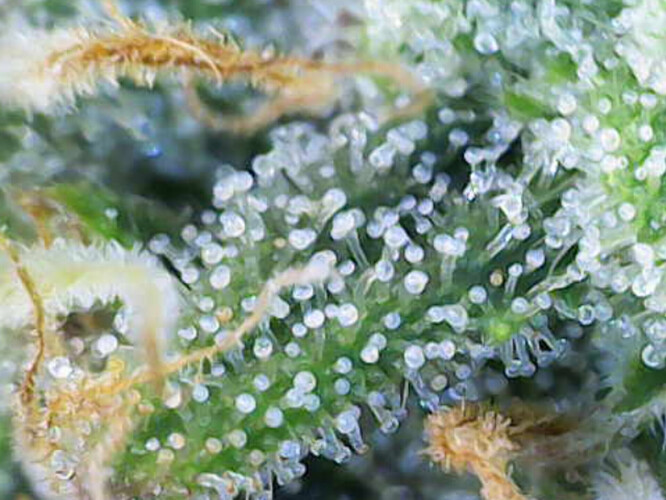 Growreport Bild 14