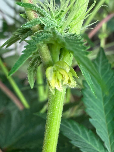 Growreport Bild 42
