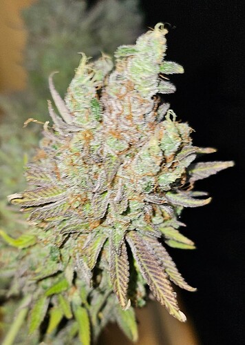 Growreport Bild 41