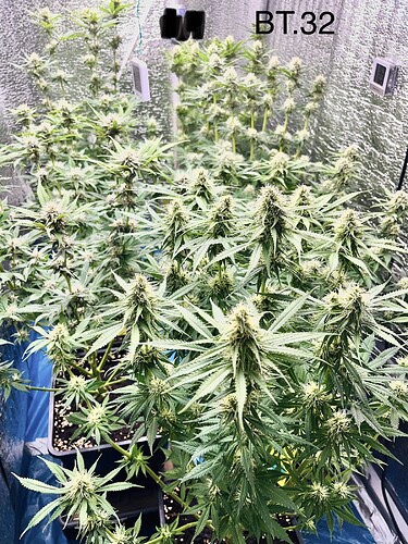 Growreport Bild 5