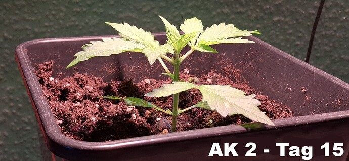 ak2-tag15 (2)