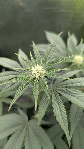Growreport Bild 6
