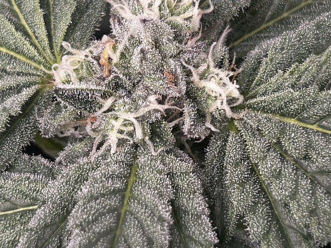 Growreport Bild 15