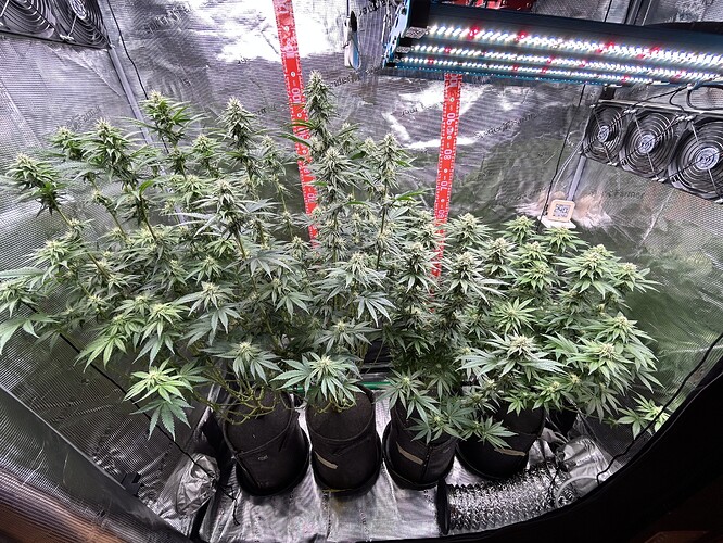 Vier Cannabis-Pflanzen in einem Growzelt unter LED-Beleuchtung in der Blütephase.