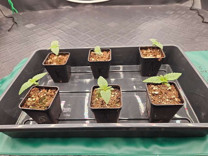Growreport Bild 8