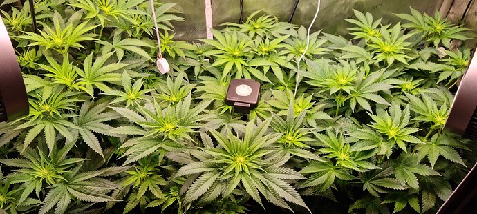 Growreport Bild 25