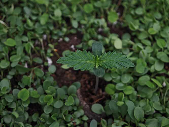 Growreport Bild 7