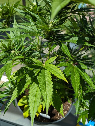 PXL_20240609_085123134