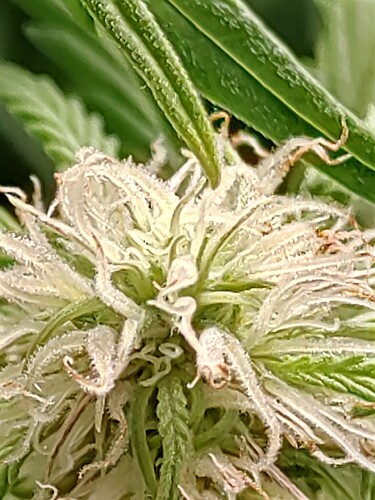 IMG_20240707_150946_hdr