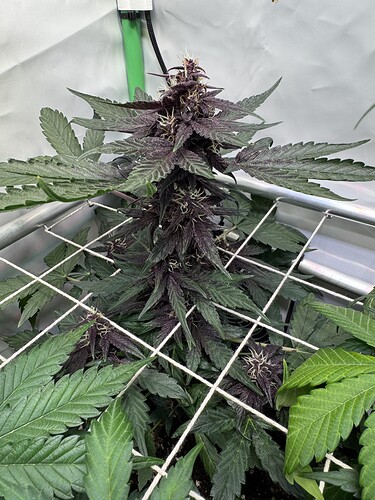 Growreport Bild 11