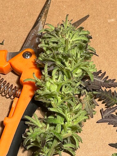 Growreport Bild 2