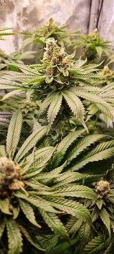 Growreport Bild 5