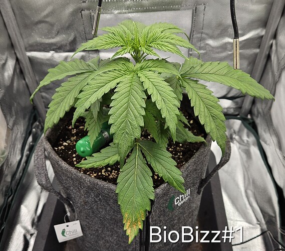 Growreport Bild 19