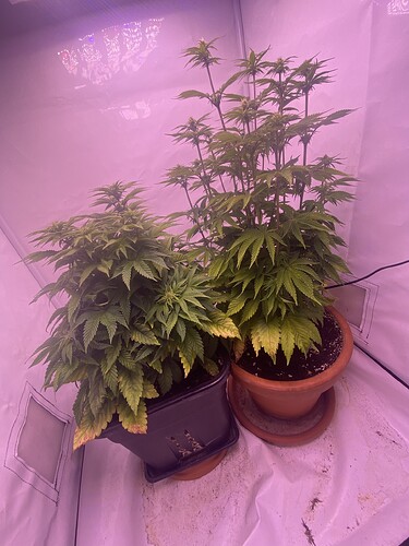 Growreport Bild 9