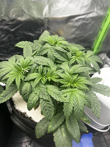 Growreport Bild 26