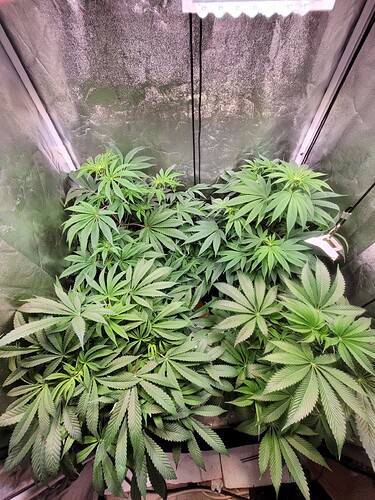 Growreport Bild 1