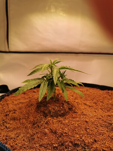 Growreport Bild 2