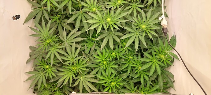 Growreport Bild 4