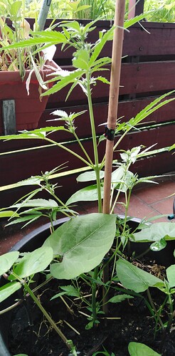Growreport Bild 3