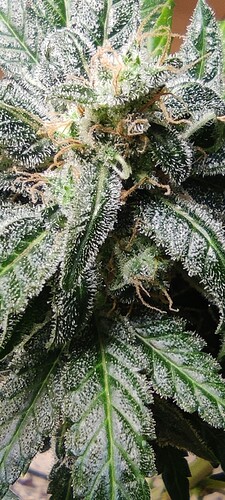 Growreport Bild 44