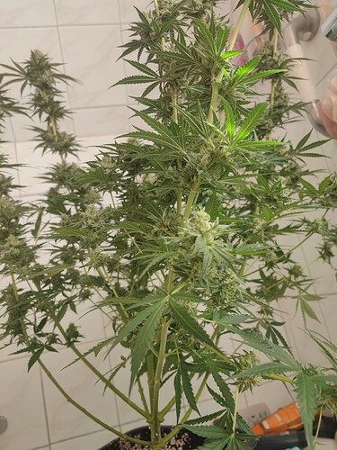 Growreport Bild 38
