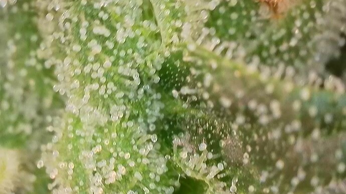 Growreport Bild 39