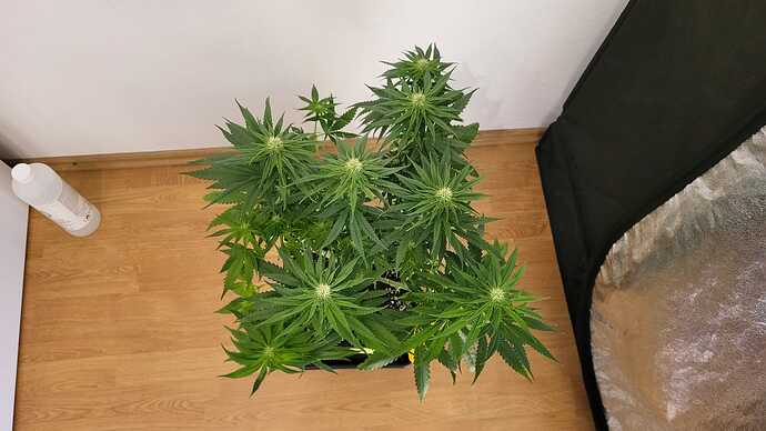 Growreport Bild 20