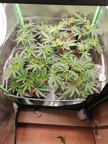 Growreport Bild 2