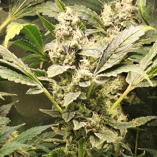 Growreport Bild 3