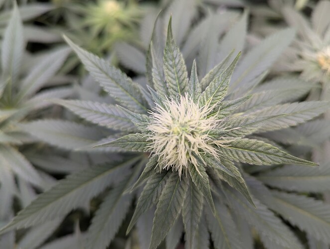 Growreport Bild 2