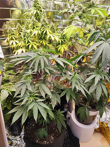 Growreport Bild 1