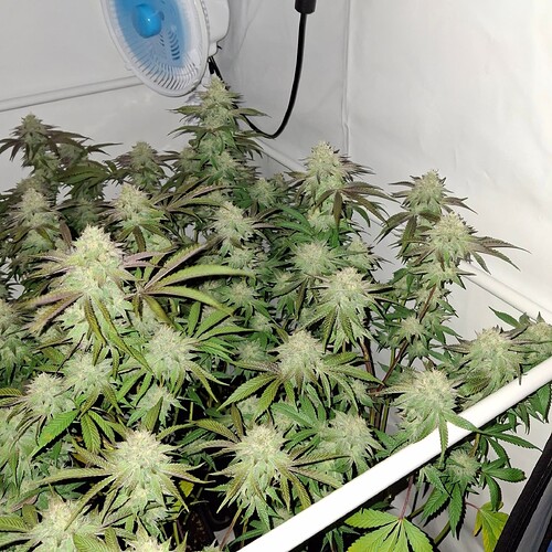 Growreport Bild 13