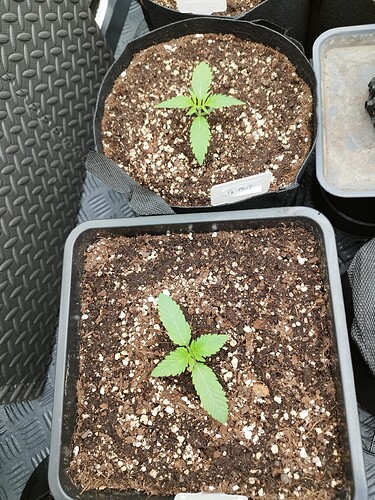 Zwei junge Cannabispflanzen im Sämlingsstadium, jede in einem eigenen Topf. Die obere Pflanze ist in einem schwarzen Stofftopf, die untere in einem rechteckigen schwarzen Plastiktopf. Beide zeigen ihre ersten Blattpaare.