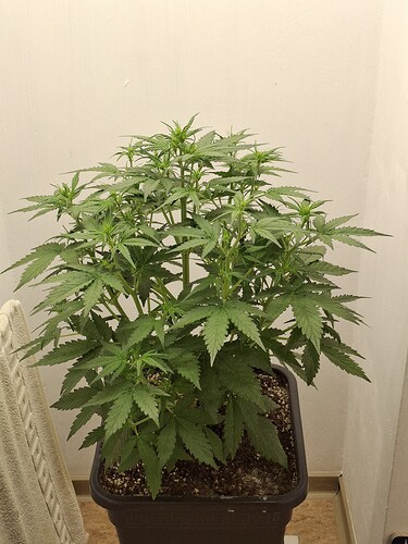 Growreport Bild 80