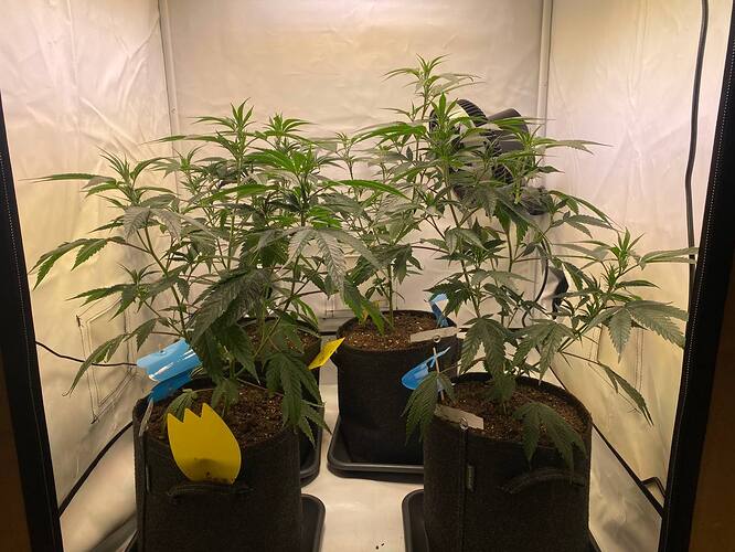 rechts hinten Slurricane x Platinum mit höchstem Ast